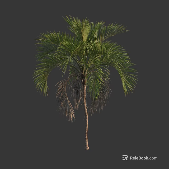 Tall Palm Tree With Green Fronds And Slender Trunk And Withered Leaves 3d model 