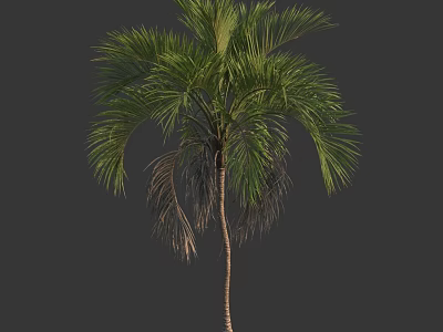 Tall Palm Tree With Green Fronds And Slender Trunk And Withered Leaves 3d model
