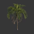 Tall Palm Tree With Green Fronds And Slender Trunk And Withered Leaves