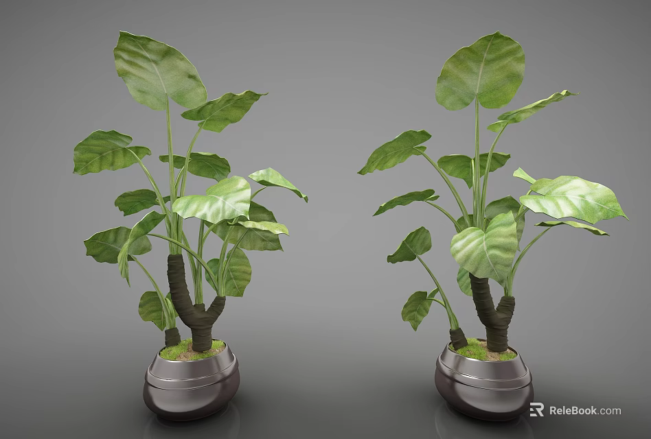 Two Bonsai Potted Plants With Large Green Leaves In Decorative Dark Pots 3d model 
