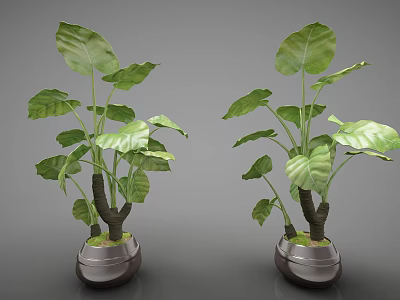 Two Bonsai Potted Plants With Large Green Leaves In Decorative Dark Pots 3d model