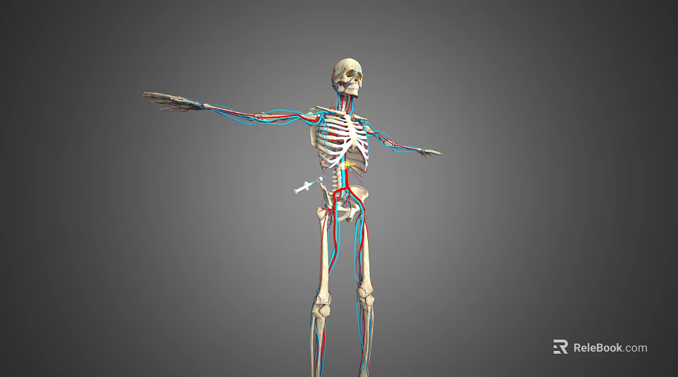 Detailed Human Limb Skeleton Model With Blood Vessels And Bone Structure 3d model 