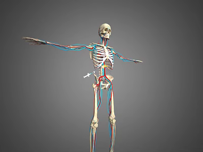 Detailed Human Limb Skeleton Model With Blood Vessels And Bone Structure 3d model