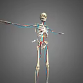 Detailed Human Limb Skeleton Model With Blood Vessels And Bone Structure