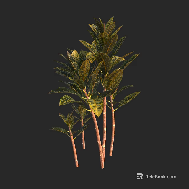 Indoor Tropical Plants With Yellow Green Variegated Leaves Brown Stems Black Background 3D Render 3d model 