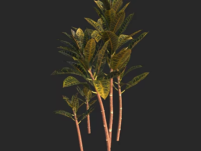 Indoor Tropical Plants With Yellow Green Variegated Leaves Brown Stems Black Background 3D Render 3d model