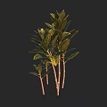 Indoor Tropical Plants With Yellow Green Variegated Leaves Brown Stems Black Background 3D Render