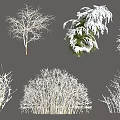 Diverse Deciduous Trees With Snow Covered Branches And Various Canopy Shapes