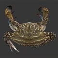 Crab With Striped Shell And Blue Legs Detailed Marine Creature View