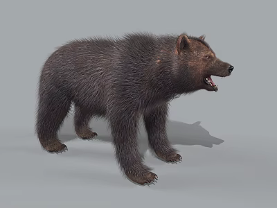 Furry Dark Brown Bear Standing With Open Mouth And Detailed Fur 3d model