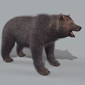 Furry Dark Brown Bear Standing With Open Mouth And Detailed Fur