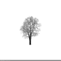 Tall Deciduous Tree With Snow Covered Bare Branches Against Gray Background