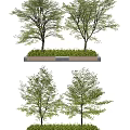 Two Arbor Trees In Rectangular Planting Bed With Lush Green Foliage