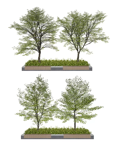 Two Arbor Trees In Rectangular Planting Bed With Lush Green Foliage 3d model