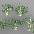 Arbor Trees In Various Forms With Light Colored Trunks Green Leaves Exposed Roots Gray Background 3d model