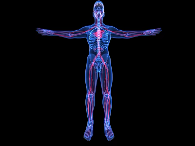 Medical Device 3D Anatomical Model Displaying Human Skeleton And Vessels Structure 3d model