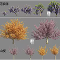 Ornamental Trees Wisteria and Kanzan Cherry with Purple and Orange Blooming Flowers