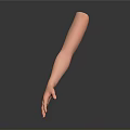 Detailed Human Arm Organ Model Displaying Skin Texture and Fine Hair Features