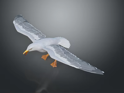 White Seagull Flying with Spread Wings Yellow Beak and Orange Feet Against Gray Background 3d model
