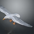 White Seagull Flying with Spread Wings Yellow Beak and Orange Feet Against Gray Background