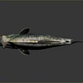 Piranha Fish Greenish Silver Body Red Eyes Shiny Scales Fins On Gray Background With Reflection