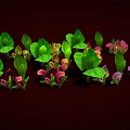 Vibrant Calla Lily Plants With Green Leaves And Pink Purple Blooms