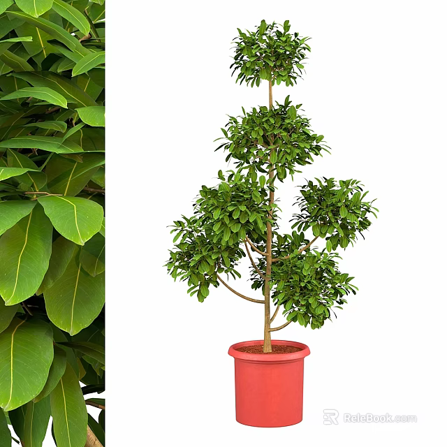 Tiered Shaped Green Plant in Red Pot with Lush Green Leaves Garden Decor 3d model 