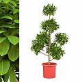 Tiered Shaped Green Plant in Red Pot with Lush Green Leaves Garden Decor
