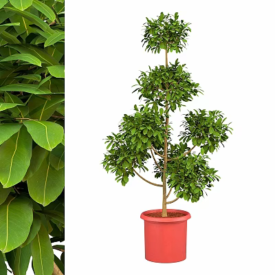 Tiered Shaped Green Plant in Red Pot with Lush Green Leaves Garden Decor 3d model