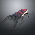 Vibrant Red And Black Beetle With Large Curved Horns On Dark Background