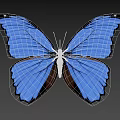 Vibrant Blue Butterfly With Striking Wing Texture And Color