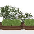 Modern Wooden Tree Planters With Green Shrubs And Tall Trees In Outdoor Space