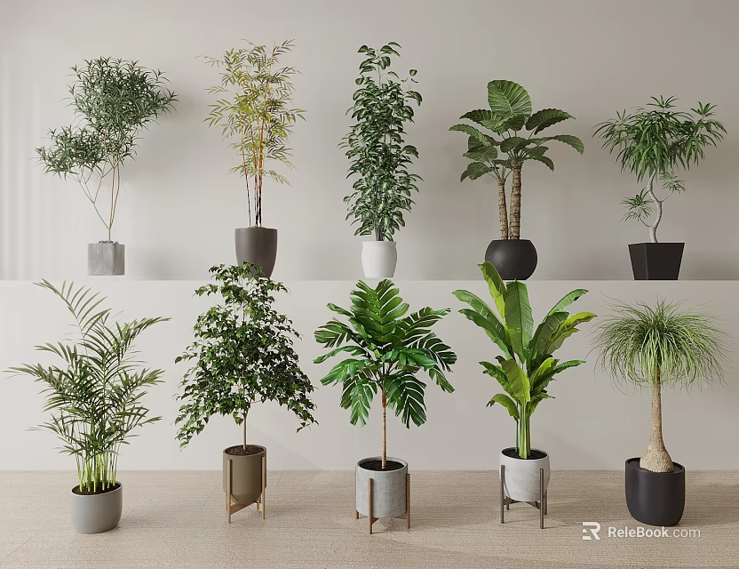 Hanging Basket Plants For Modern Indoor Decor With Various Green Species And Stylish Planters 3d model 