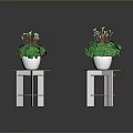 Green Leafy Plants With White Flowers On Hexagonal Wooden And White Stands