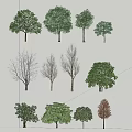 Different Tree Types with Green Leaves and Bare Branches in Collection 3d model
