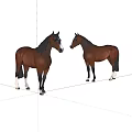 Two Brown Horses Standing Facing Each Other On White Background