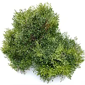 Lush Green Shrubs With Dense Foliage And Vibrant Fresh Leaves Thriving Well
