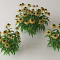 Vibrant Yellow Flowers With Green Leaves In Lush Garden Clusters
