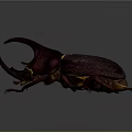 Large Horned Beetle With Shiny Dark Exoskeleton And Detailed Legs On Dark Background