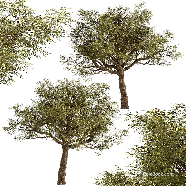 Lush Green Trees With Dense Foliage And Natural Trunk Structure 3d model 