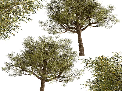 Lush Green Trees With Dense Foliage And Natural Trunk Structure 3d model