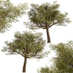 Landscape trees, big trees, street trees 3d model