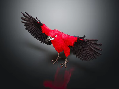 Red Bird With Black Spread Wings Standing On Black Background With Reflection 3d model