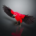 Red Bird With Black Spread Wings Standing On Black Background With Reflection