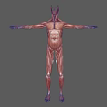 Detailed Human Muscle Organ Anatomy 3D Model Showing Full Body Structure