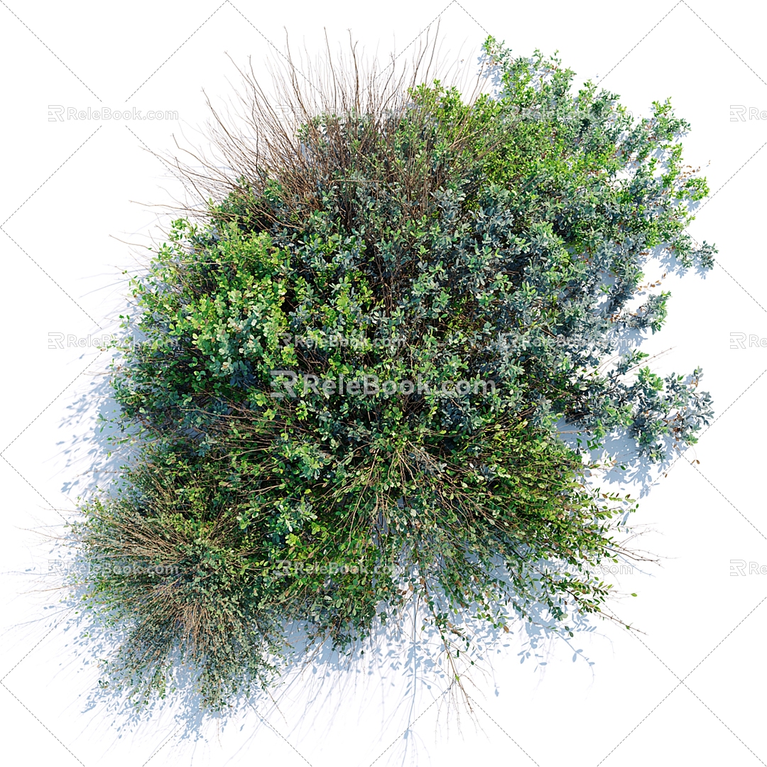 Wild Shrub 3d model