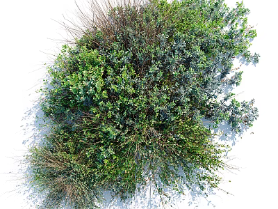 Lush Green Shrubs With Diverse Leaf Textures And Dense Foliage For Garden Landscaping 3d model