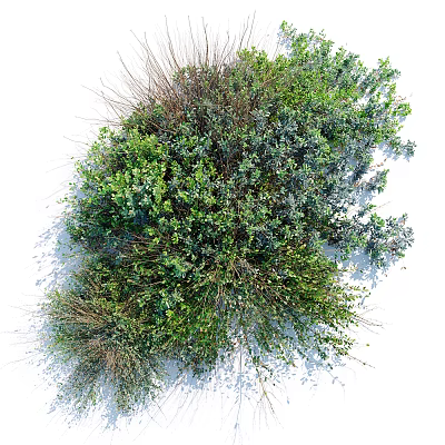 Lush Green Shrubs With Diverse Leaf Textures And Dense Foliage For Garden Landscaping 3d model