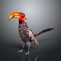Colorful Bird With Large Orange Beak Red Head And Spotted Body Feathers Standing Isolated