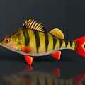 Vibrant Perch Fish With Yellow Black Stripes And Red Fins Tail On Dark Background
